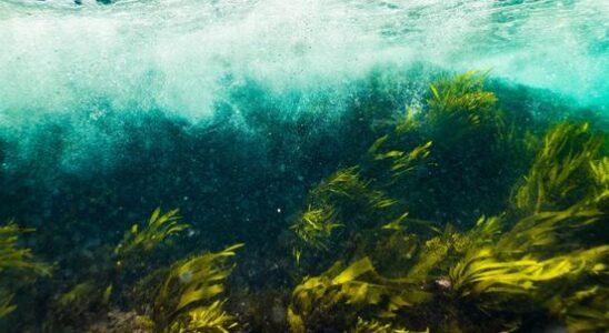 Seaweed forests combat climate change Utrecht research shows