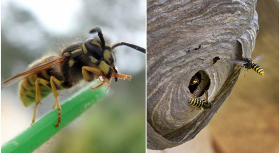 Simple trick you will avoid the wasps during the