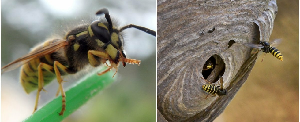 Simple trick you will avoid the wasps during the