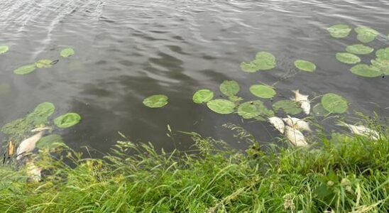 Six hundred dead fish in various places water board is