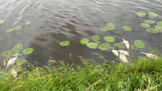 Six hundred dead fish in various places water board is