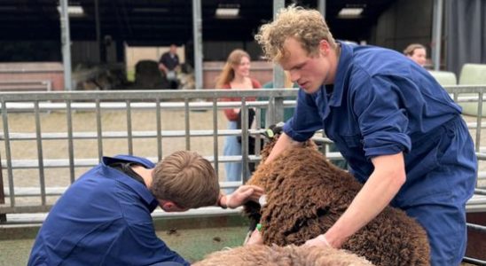 Student Simme vaccinates sheep against bluetongue I saw the consequences