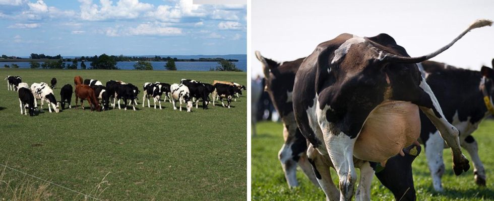 The cows right to graze in the summer can be