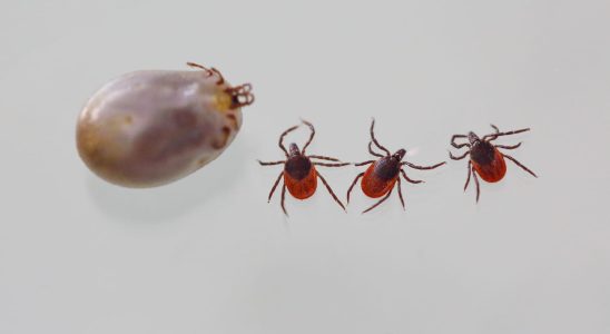 The giant tick identified in several departments scientists fear a