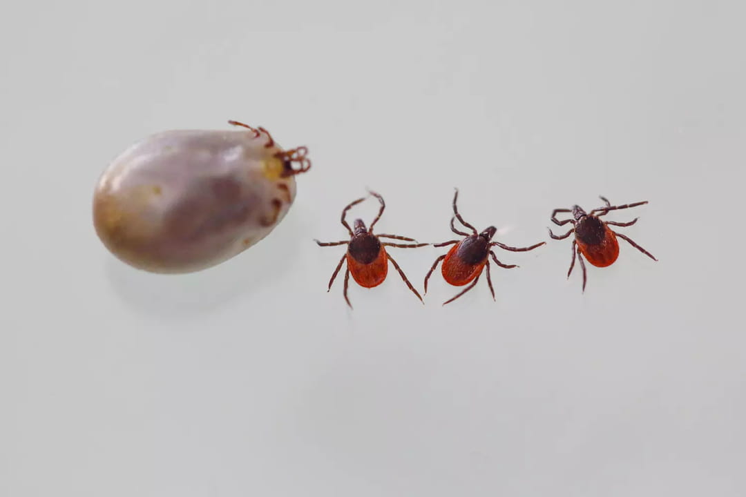 The giant tick identified in several departments scientists fear a