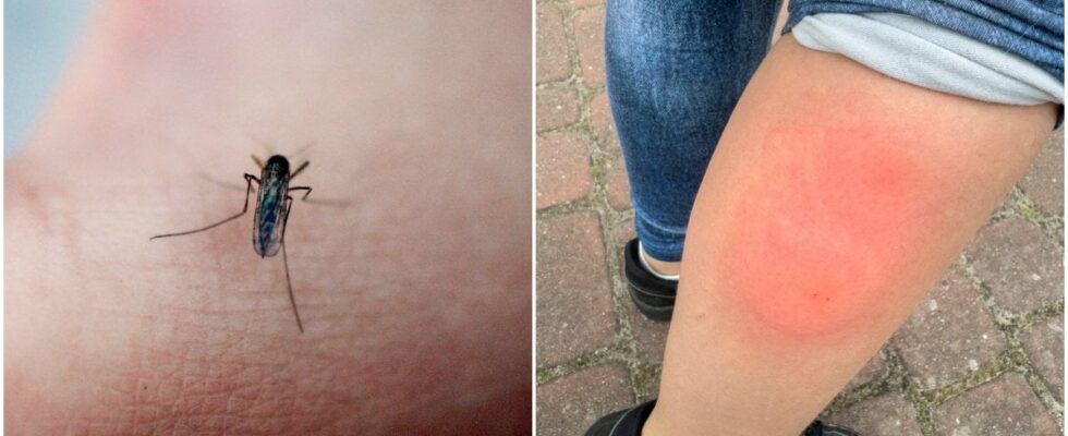 The mosquito repellent you shouldnt use this summer Illegal to