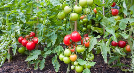 This is the best place to plant your tomatoes and