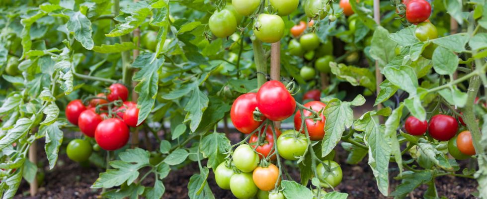 This is the best place to plant your tomatoes and