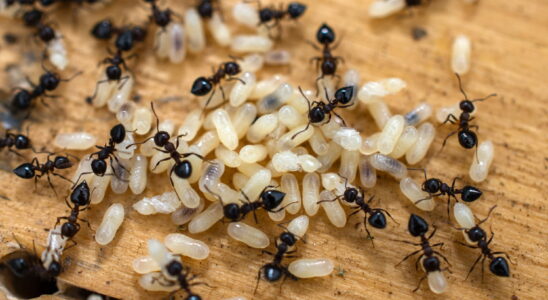 This kitchen ingredient is an effective repellent eliminating both flies