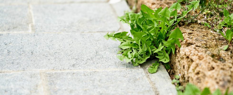 This quick and effective treatment eliminates weeds from terraces for