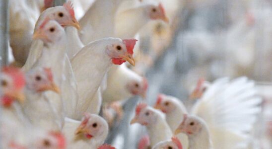 Thousands of Scanian chickens are euthanized after infection