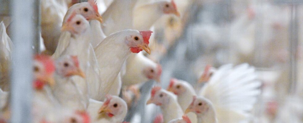 Thousands of Scanian chickens are euthanized after infection