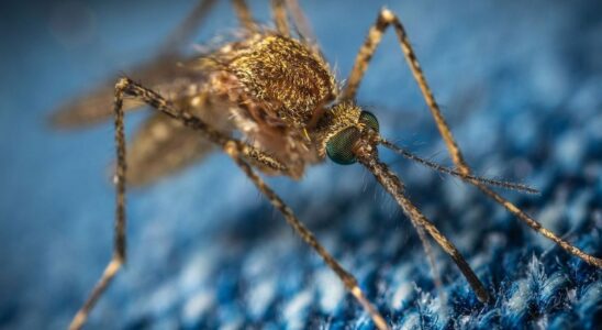 Three natural solutions to avoid mosquito bites