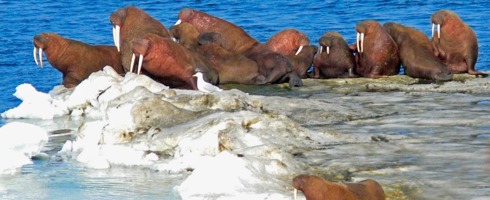 Walrus death from bird flu first ever