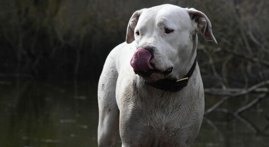 What was he doing without a muzzle asks the prosecutor