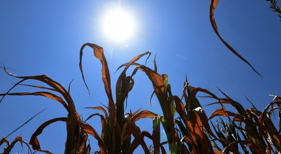 several scorching summers fuel tensions on the Rhone – LExpress