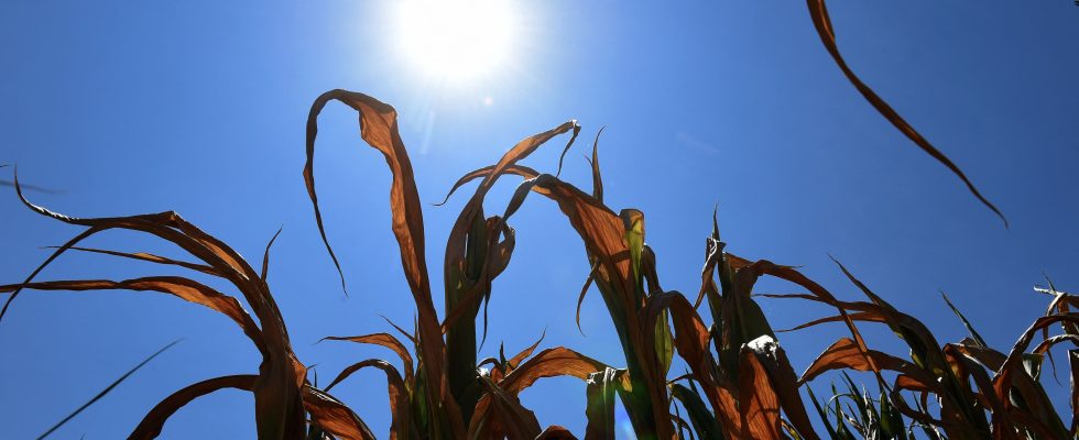 several scorching summers fuel tensions on the Rhone – LExpress