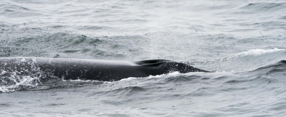 the sei whale makes its return off the coast of