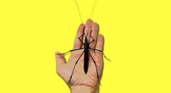 this large insect comes back to life after near extinction