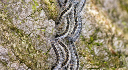 15 things to know to protect yourself from processionary caterpillars