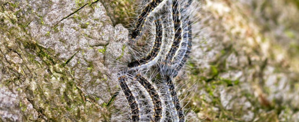 15 things to know to protect yourself from processionary caterpillars