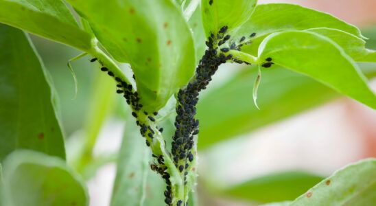 A little of this kitchen ingredient on plants is enough