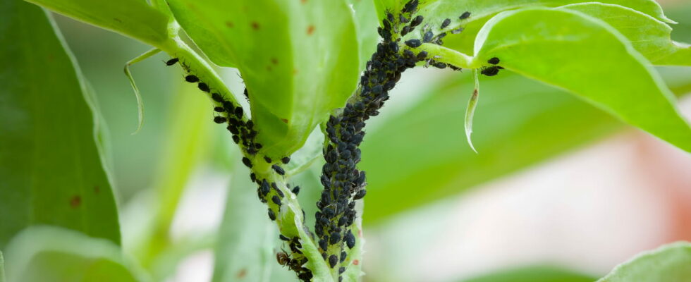 A little of this kitchen ingredient on plants is enough