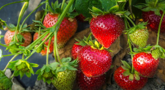 A spoonful of this ingredient under each strawberry plant allows