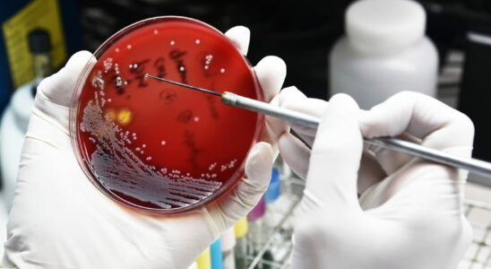 A vampire bacteria responsible for blood infections discovered by scientists