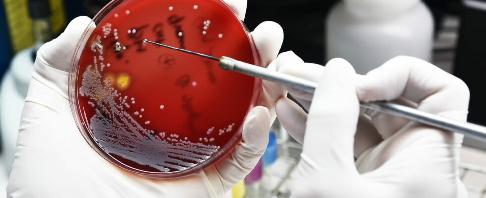 A vampire bacteria responsible for blood infections discovered by scientists