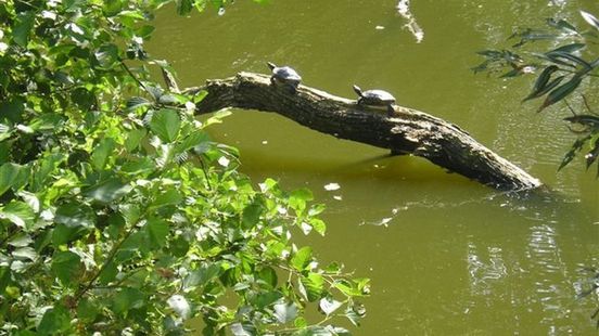 Alderman wants people to think carefully before buying a turtle