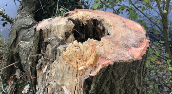 Amersfoort trees sick Cutting down is the only option