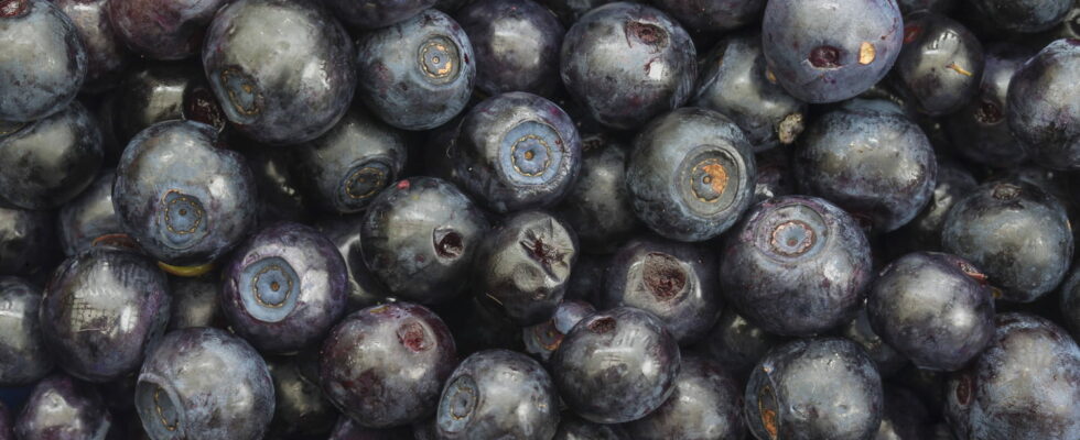 Are blueberries more blue or purple This illusion is disturbing