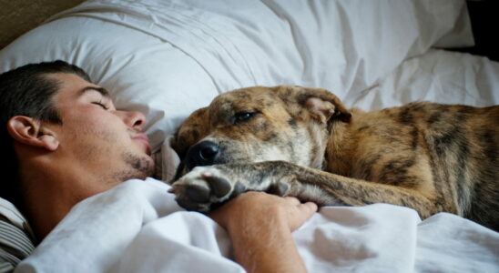 Are you hesitant about letting your pet sleep with you