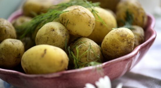 Bad for potatoes before midsummer Can probably gape empty