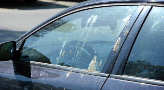 Bird droppings on your car – this action should be