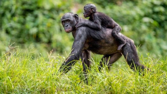 Bonobo escapes from Ouwehands zoo and hides in the forest