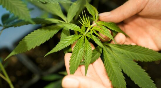 Cannabis can cause more severe covid symptoms