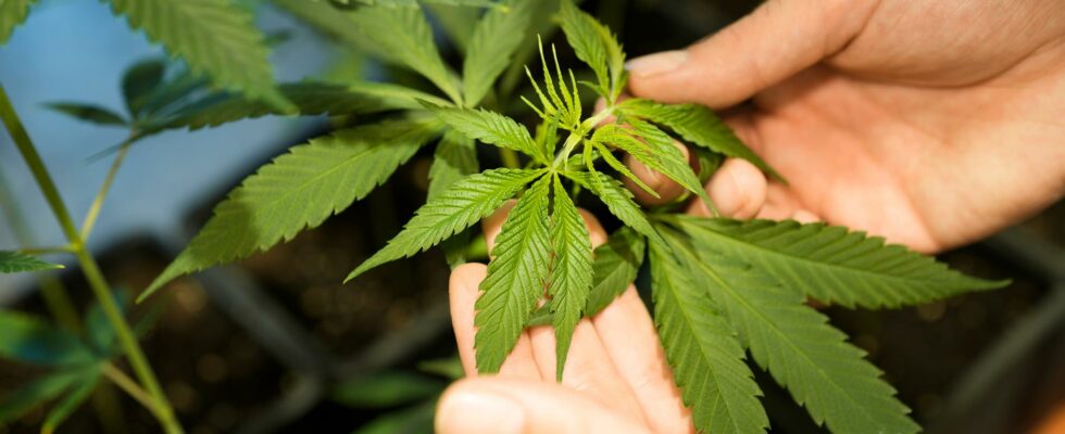 Cannabis can cause more severe covid symptoms