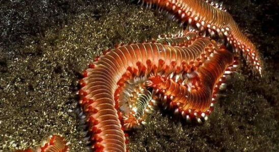 Carnivorous worms have invaded Mediterranean beaches a country has sounded