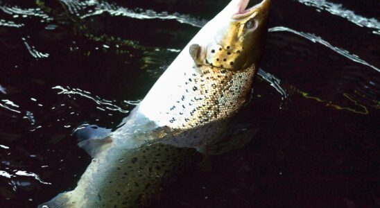 Catastrophic situation for wild salmon new fishing stop