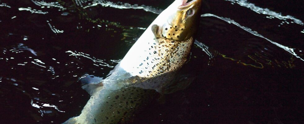 Catastrophic situation for wild salmon new fishing stop