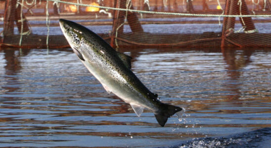 Consumption aquaculture exceeds fishing