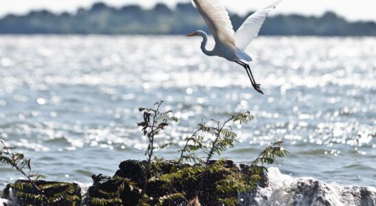 Drug gangs threaten tropical birds