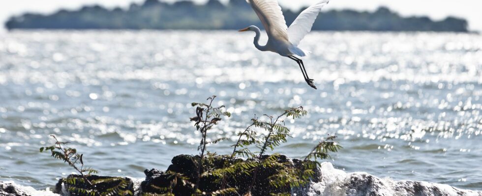 Drug gangs threaten tropical birds