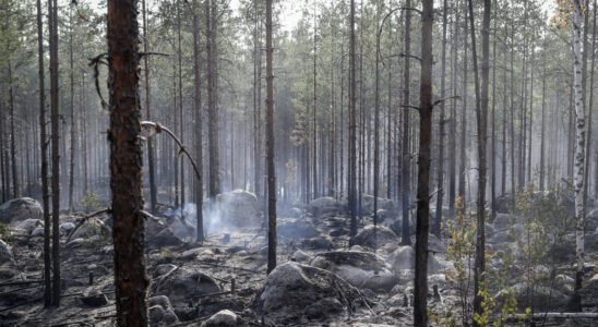 Extremely high risk of forest fires SMHI warns