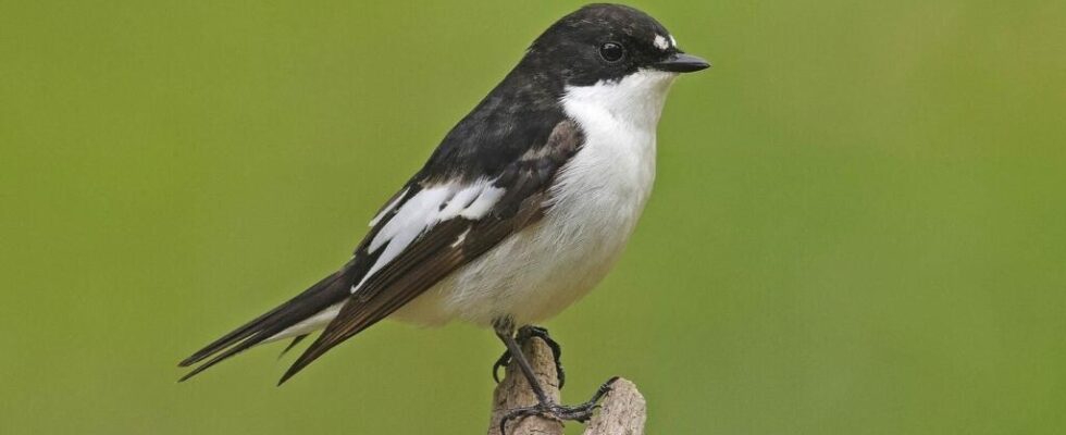 Genes shape birdsong even when they grow up far from