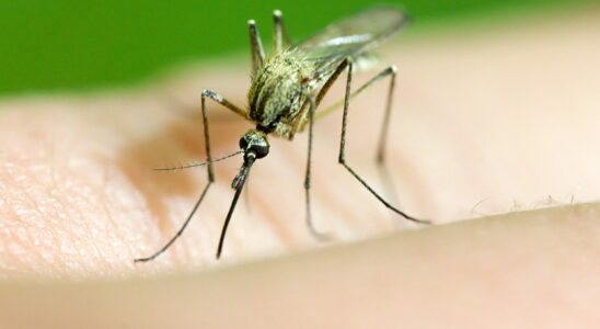 Goodbye mosquitoes this Japanese method banishes them from your home