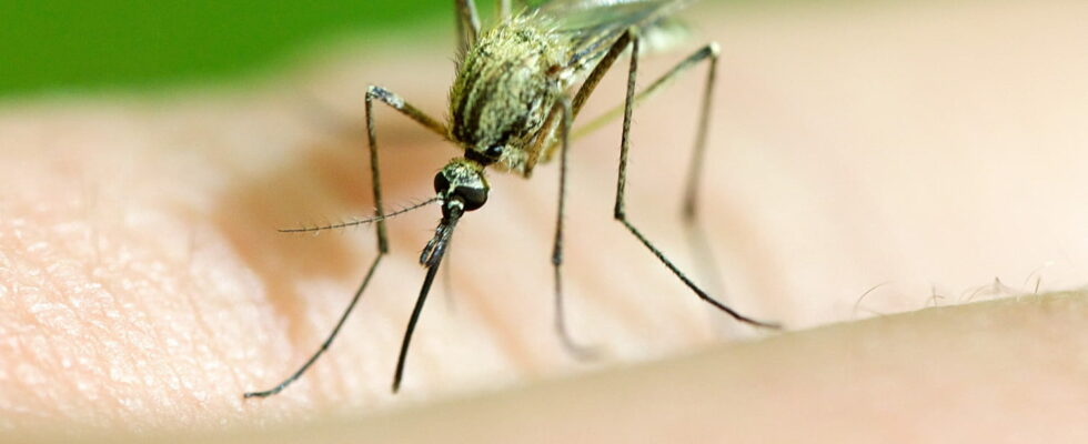 Goodbye mosquitoes this Japanese method banishes them from your home