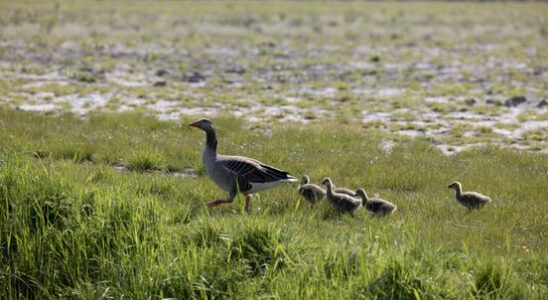 Greylag goose causes millions in wildlife damage in the province